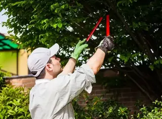 Ramirez Tree Service