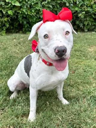 Poppy