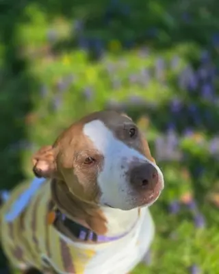 Maggie