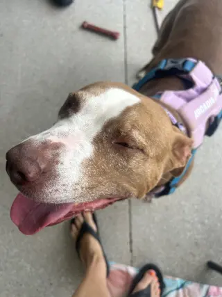 Maggie