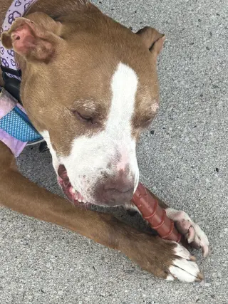 Maggie