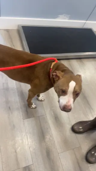 Maggie