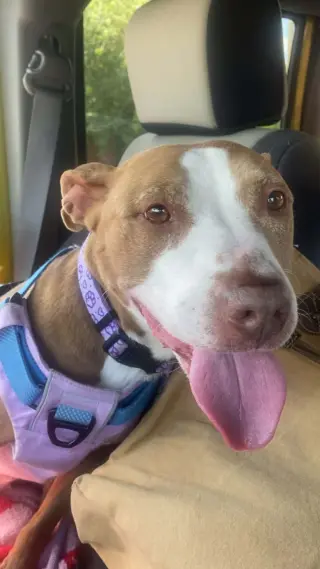 Maggie