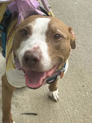 Maggie