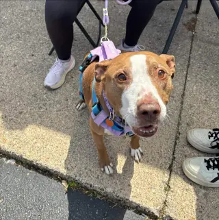 Maggie