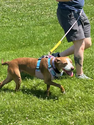 Maggie