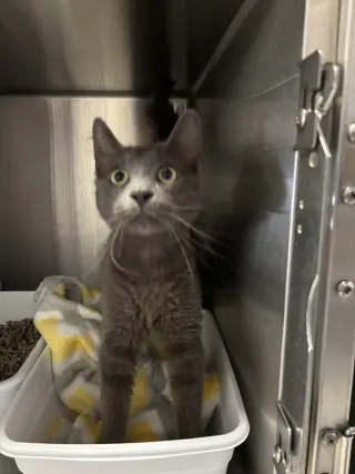 Mr. Gray ( BC)