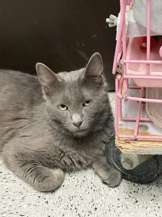 Mr. Gray ( BC)