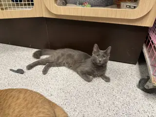 Mr. Gray ( BC)