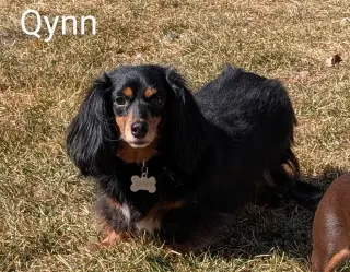 Qynn