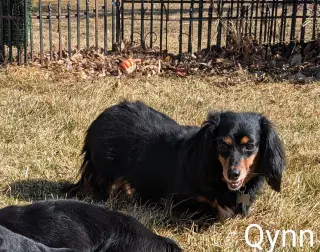Qynn