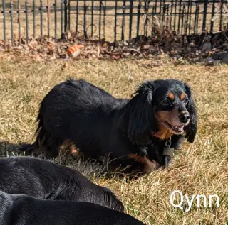 Qynn