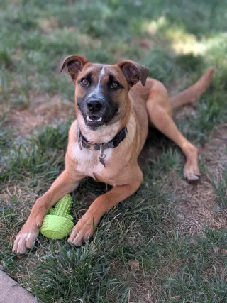 Kora