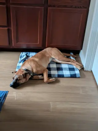 Kora