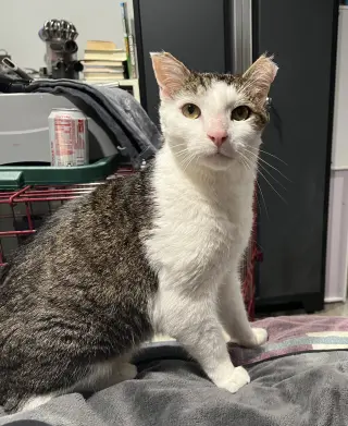 Gonzo - (FIV+ in foster)