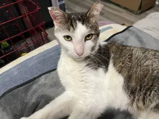 Gonzo - (FIV+ in foster)