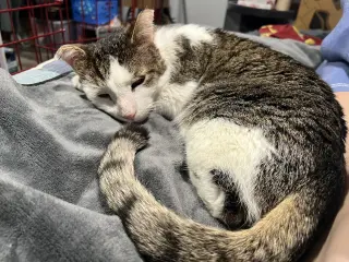 Gonzo - (FIV+ in foster)
