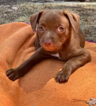 Leo