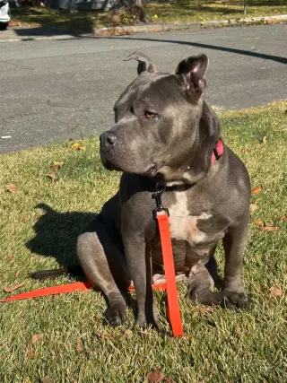 Sheba