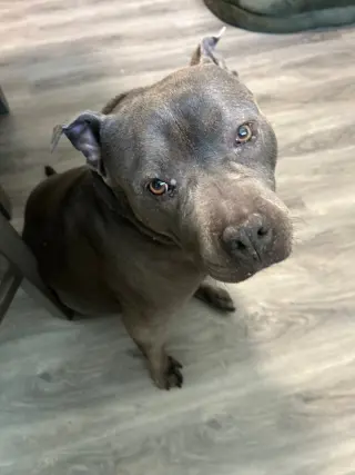 Sheba