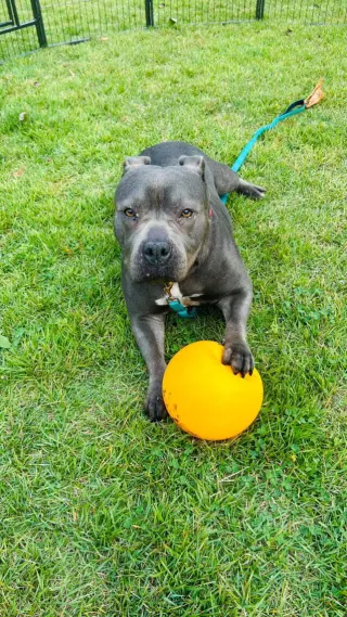 Sheba