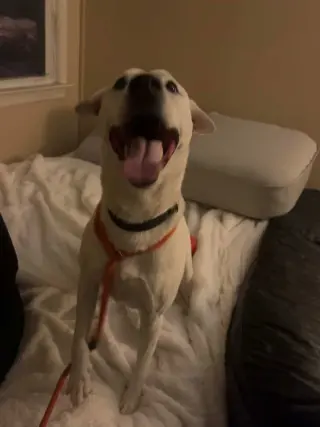 Bailey