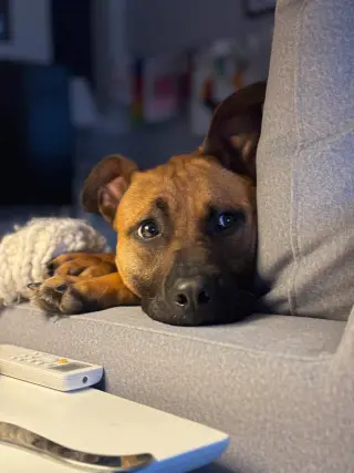 Scooby Doo