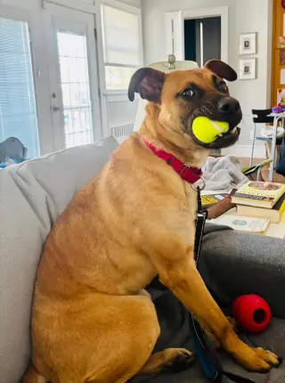 Scooby Doo