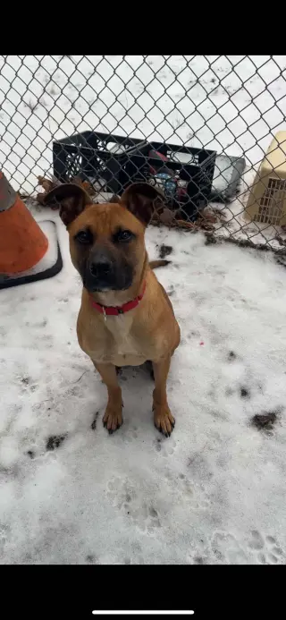 Scooby Doo