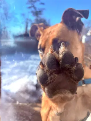 Scooby Doo