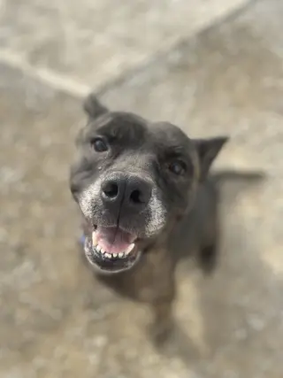 Anyra