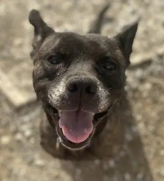 Anyra