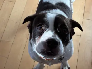 Travis
