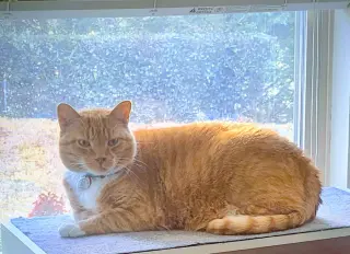 Garfield