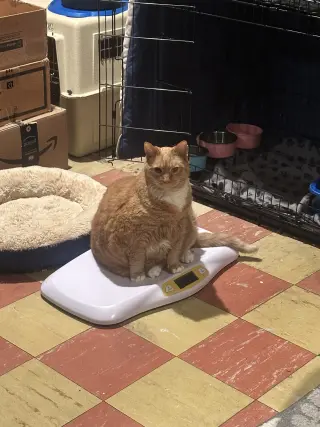 Garfield