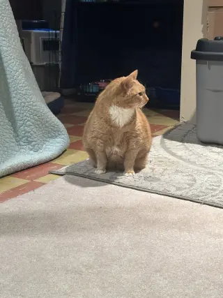 Garfield