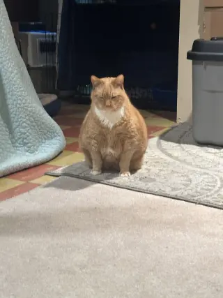 Garfield