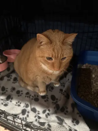 Garfield