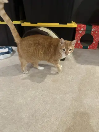 Taz-Mania