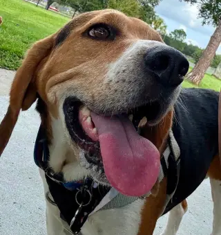 Pluto III