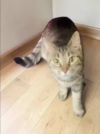 Squeak