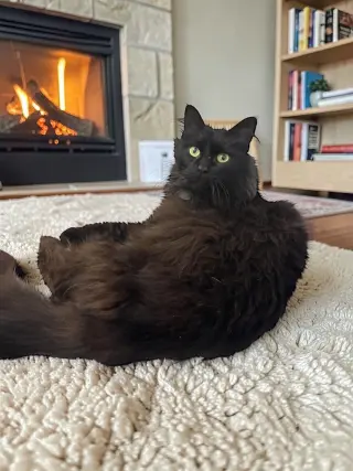 PomPom