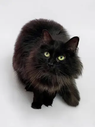 PomPom