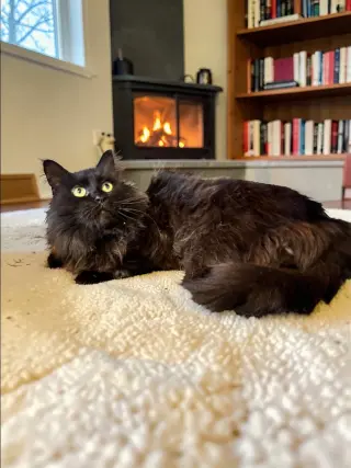 PomPom