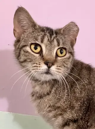 Tora