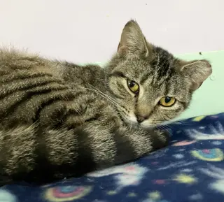 Tora