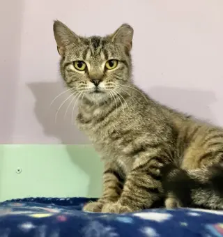 Tora
