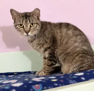 Tora