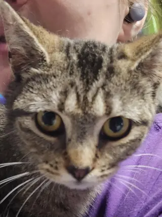 Tora