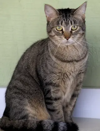 Katie